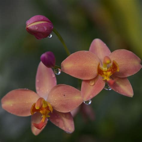 Buy Orchid Spathoglottis Blooming Plants Amthai Orchids Online