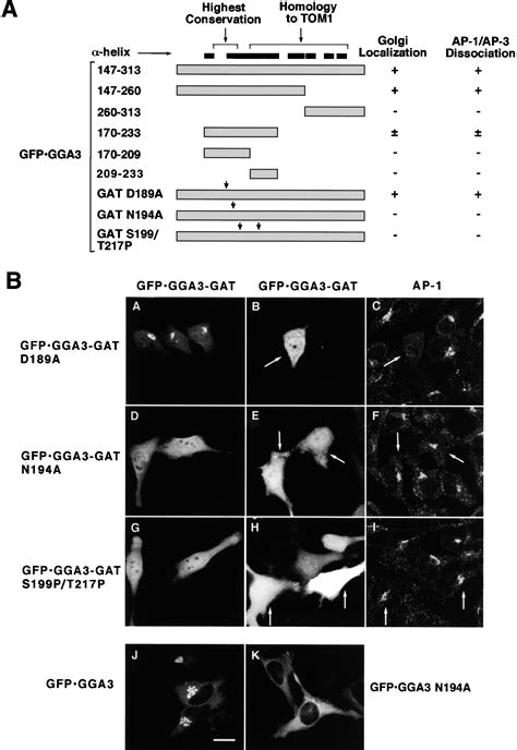 The Ggas Promote Arf Dependent Recruitment Of Clathrin To The Tgn Cell