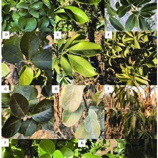 Leaf morphological changes of three species. (A) September 2020, E ... 