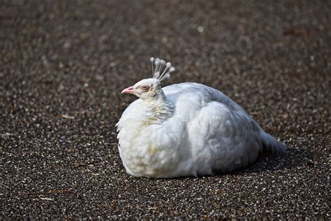 60 Free Peahen Bird Images Pixabay