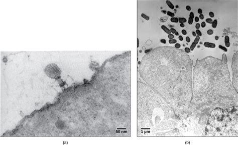 Viral Evolution, Morphology, and Classification | Biology for Majors II