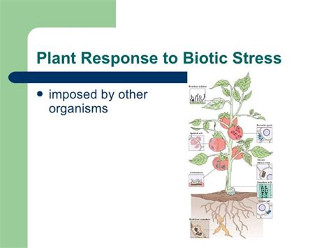 Plant Response To Stress