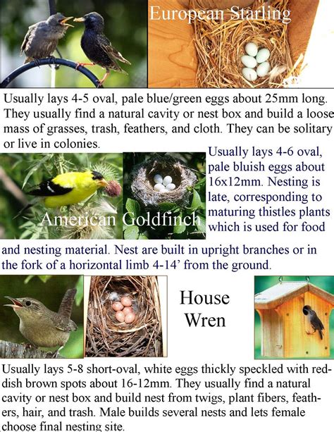 CURRICULUM SUPERFRIENDS: Common Backyard Bird Nest Identification