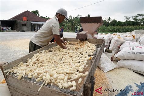 Asosiasi Gudang Pabrik Pakan Ternak Tidak Cukup Besar ANTARA News