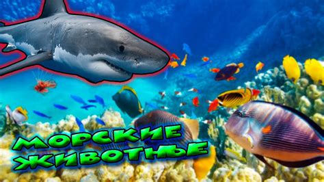 Морские животные / Marine animals - YouTube