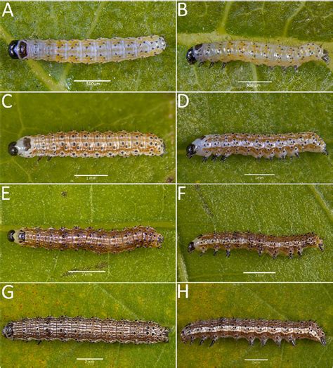 [pdf] Morphological Characterization Of Helicoverpa Armigera Hübner