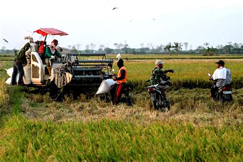 Gambar Mesin Tanam Padi Pulp