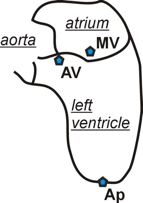 Scheme Of The Lv Left Ventricle Section Through Left Atrium And Download Scientific Diagram