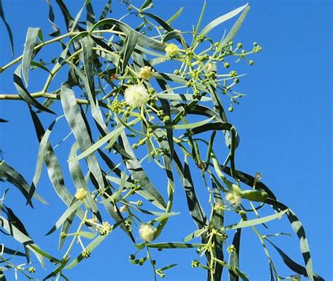 Growing Acacia Salicina Willow Acacia