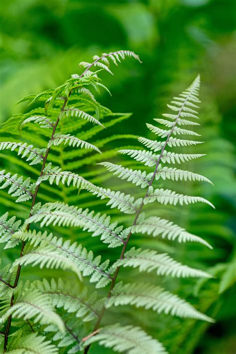 Awesome Types Of Garden Ferns References