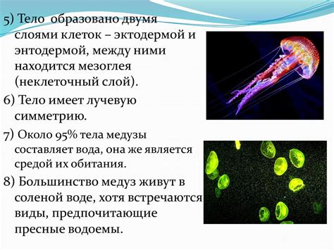Медузы. Характеристика медуз - презентация онлайн
