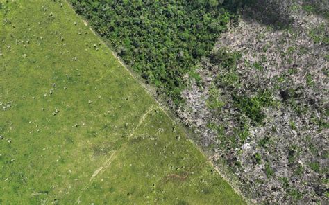 Alertas De Desmatamento Na Amaz Nia Batem Recorde Em Fevereiro