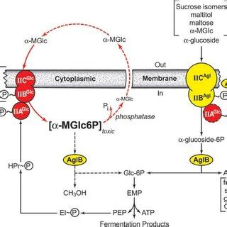 SDS PAGE Identification Of Proteins In Cytoplasmic Left And