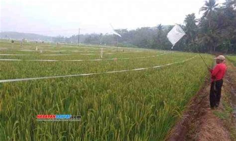 Akibat Serangan Hama Burung Petani Di Blok Pananjung Banjar Terancam