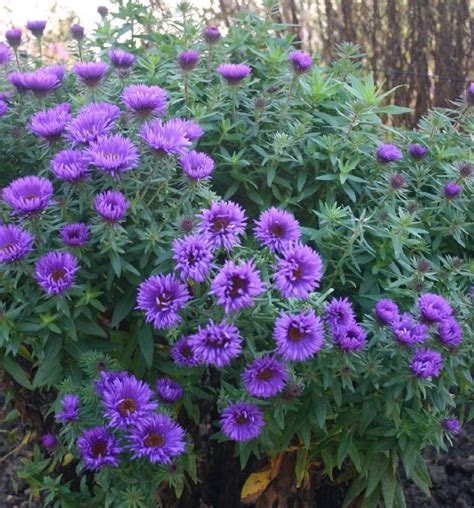 Aster Novae Angliae Purple Dome Frikarti Stauden AG