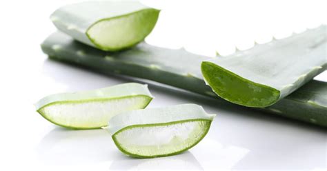 Aloe Vera Tutto Quello Che Devi Sapere E Come Coltivarla