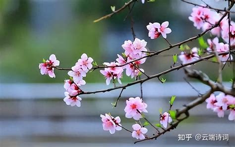 春风拂面，杏花满头，二十首关于春风的诗词，许你一个唯美的春天 知乎