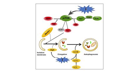 Fluoride Induced Autophagy Via The Regulation Of Phosphorylation Of