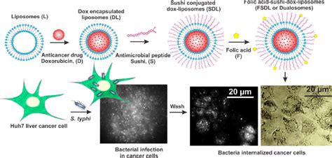 Schematic Of The S Typhi Infected Huh 7 Liver Cancer Cell Model The