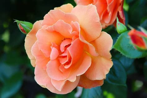 Orange Roses Meaning A Complete Guide Song Of Roses