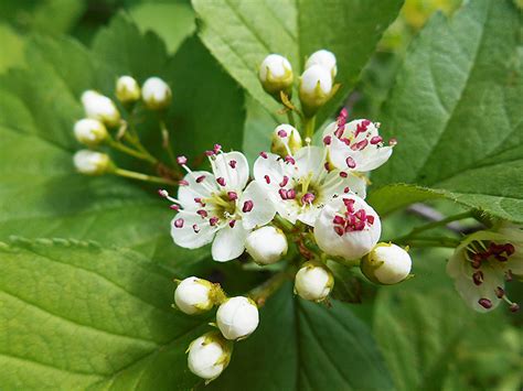 Боярышник кроваво красный — Crataegus Sanguinea Pall Ботанический