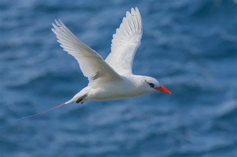 Norfolk Island Birds In Backyards