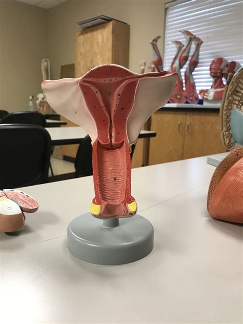 Uterus Diagram Quizlet