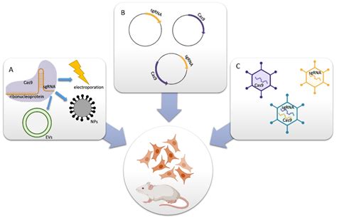 Ijms Free Full Text Crispr Cas9 Principle Applications And