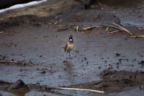 Bluethroat Bird Animal - Free photo on Pixabay - Pixabay