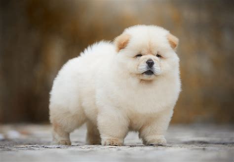 Chow Chow | Dog-Breeds.com