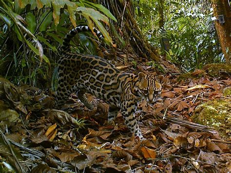 Leopardua Pardalis Felidae El Manigordo U Ocelote Leopa Flickr