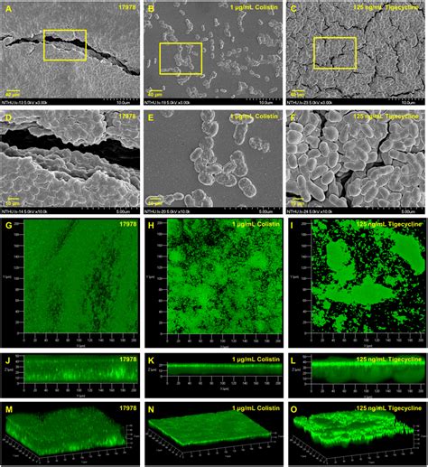 Sem And Clsm Images Of Biofilm Formation By A Baumannii Atcc