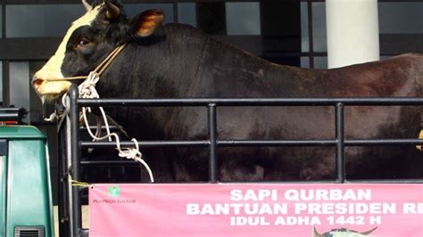 Presiden Jokowi Siap Bagikan 35 Sapi Untuk Kurban Bobot 800 Kilogram