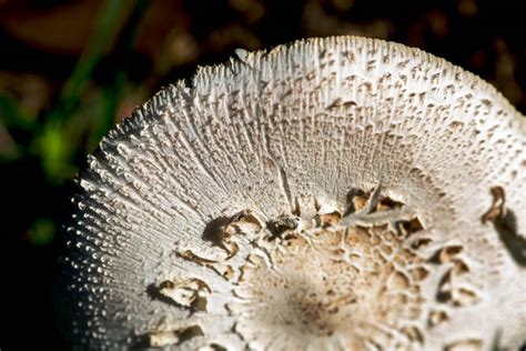 White Mushroom Growing in a Lawn Stock Image - Image of grass, fungus ...