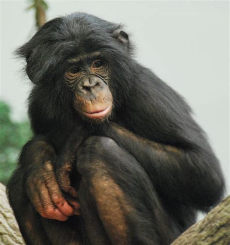 Bonobo - Vikidia, l’encyclopédie des 8-13 ans