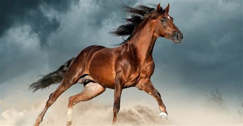 10 Prettiest Horses in the World - IMP WORLD