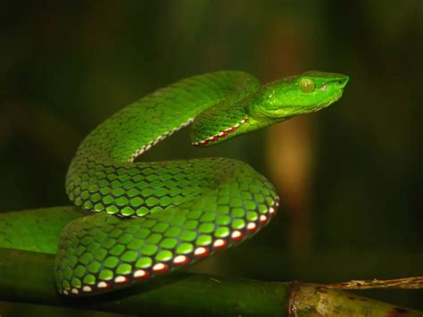 Pope's Bamboo Pit Viper: A Striking Jewel of the Rainforest | WorldWeet