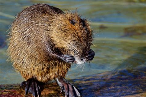 Les Rats Creusent Ils Des Trous Dans Le Sol Fiche Pratique Sur