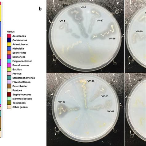 A Most Abundant Cultivable Bacterial Genera Detected In Groundwater