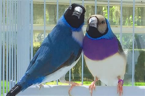 Wholesale Two Blueback Gouldian Finch Male And Female Fly Babies