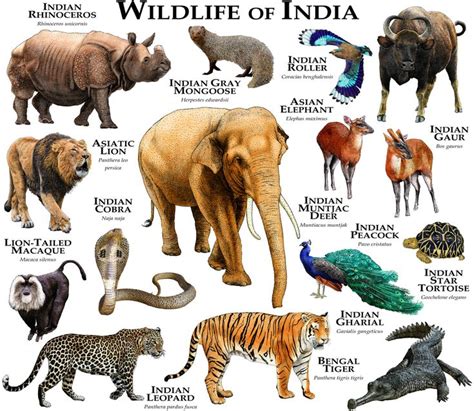 Wildlife of India Framed Art Print by Wildlife Art by Roger Hall ...