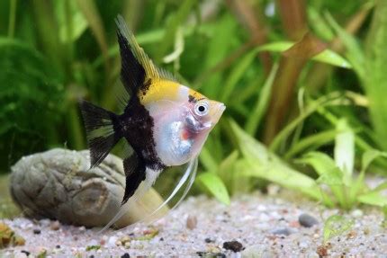 Koi Skalar Pterophyllum scalare Südamerika Buntbarsche Shop