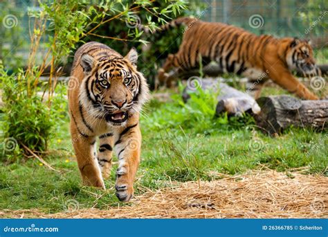 Two Young Sumatran Tigers Running And Playing Stock Image Image Of