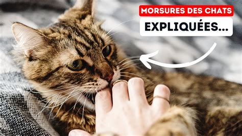 Le Véritable Secret Derrière les Morsures des Chats YouTube