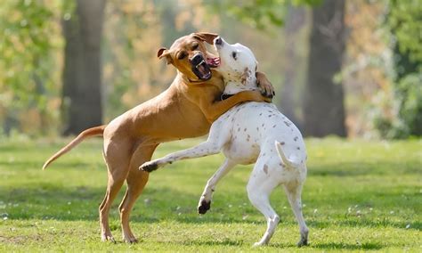 Perros: ¿Quien paga la factura del veterinario cuando se pelean?