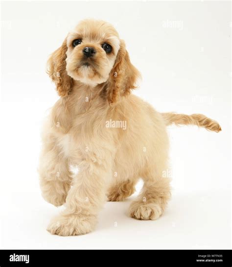 Buff American Cocker Spaniel pup, China, 10 weeks, standing with raised paw, against white ...