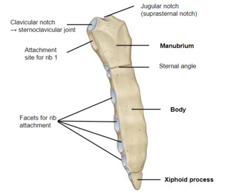 Thorax And Chest Wall Flashcards Quizlet