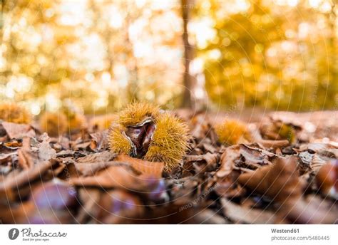 Auf Waldboden Liegende Edelkastanien Und Herbstbl Tter Ein