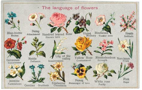 The Language of Flowers - Garden Museum