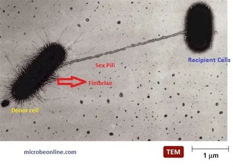 Pili And Conjugation